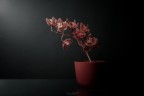 Red Red