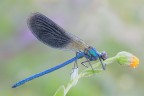 Calopteryx splendens Calopteryx splendens