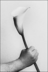 Un fiore Un fiore