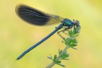 Calopteryx splendens Calopteryx splendens