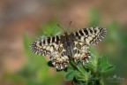 Zerynthia polyxena Zerynthia polyxena