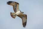 Falco pescatore Falco pescatore