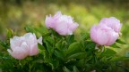 PEONIE PEONIE