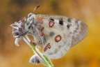 Parnassius apollo Parnassius apollo