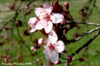 primavera primavera