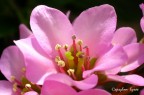 Pale pink Pale pink