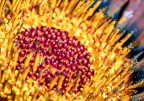 Gazania Gazania