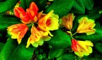rosso giallo verde rosso giallo verde