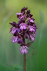 Orchidea selvatica Orchidea selvatica