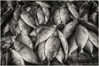 Il banco del pesce Il banco del pesce