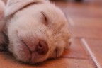 canini sogni canini sogni