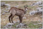 Dal chiaro mantello Dal chiaro mantello