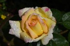 Fiore rosa gialla con gocce di pioggia... Fiore rosa gialla con gocce di pioggia...