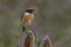 Saltimpalo (Saxixola rubicola) Saltimpalo (Saxixola rubicola)