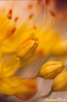 Fiori Fiori