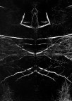 aracne aracne