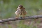 Il bagnetto del passerotto
