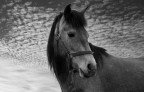 Cavallo Cavallo