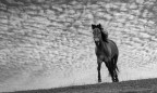 Cavallo 2 Cavallo 2
