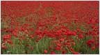 Ma son mille papaveri rossi...
