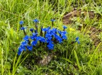 Blu genziana