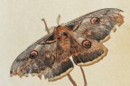 Saturnia pavoniella Saturnia pavoniella