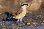 Averla piccola (Lanius collurio) Averla piccola (Lanius collurio)