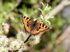 Farfalla al primo sole Farfalla al primo sole