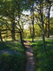 Spring trail Spring trail