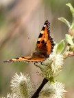 Farfalla al primo sole Farfalla al primo sole