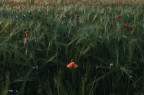Solitario