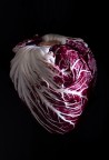 Radicchio di Chioggia amaranto con venature bianche. Mi ha ricordato subito il muscolo cardiaco quando l'ho visto dal fruttivendolo e cos� ho cercato di rappresentarlo.