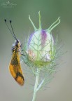 Libelloides lungicornis Libelloides lungicornis