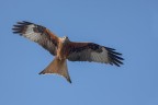 Nibbio reale (Milvus milvus) Nibbio reale (Milvus milvus)
