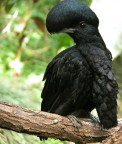 Uccello Parasole Uccello Parasole