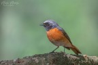 Codirosso comune (Phoenicurus phoenicurus) Codirosso comune (Phoenicurus phoenicurus)
