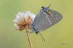 Satyrium-spini_DSC8348 Satyrium-spini_DSC8348
