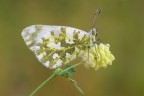 Pontia edusa Pontia edusa