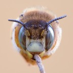 Anthophora urbana Anthophora urbana