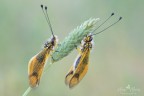 Libelloides lungicornis Libelloides lungicornis