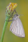 Siona lineata Siona lineata
