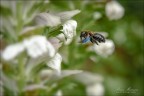 In volo In volo