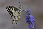 Macaone su lavanda Macaone su lavanda