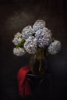 Le Ortensie di Anna Le Ortensie di Anna