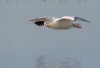 Pellicano Pellicano