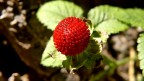 Finta fragola Finta fragola