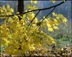 autunno giallo