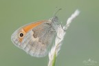Maniola jurtina Maniola jurtina