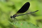 Calopteryx haemorrhoidalis maschio