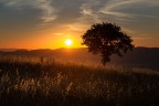 ..il mio albero ..il mio albero